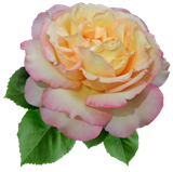 flower_105 (160x159, 54Kb)