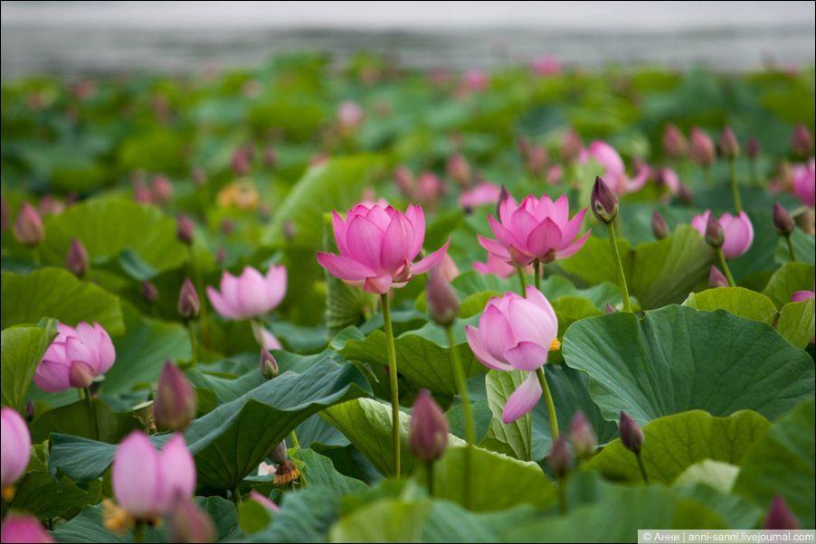 Лотосы солнечный привет из доисторических времен Лотосы солнечный привет из доисторических времен